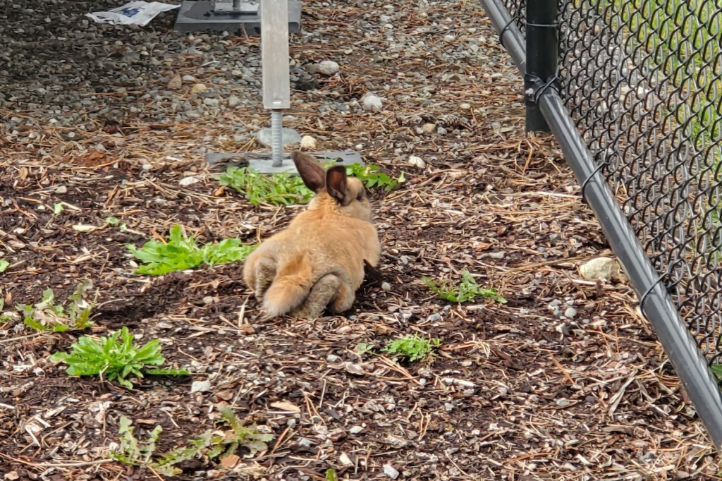 A bunny lays in dirt facing away